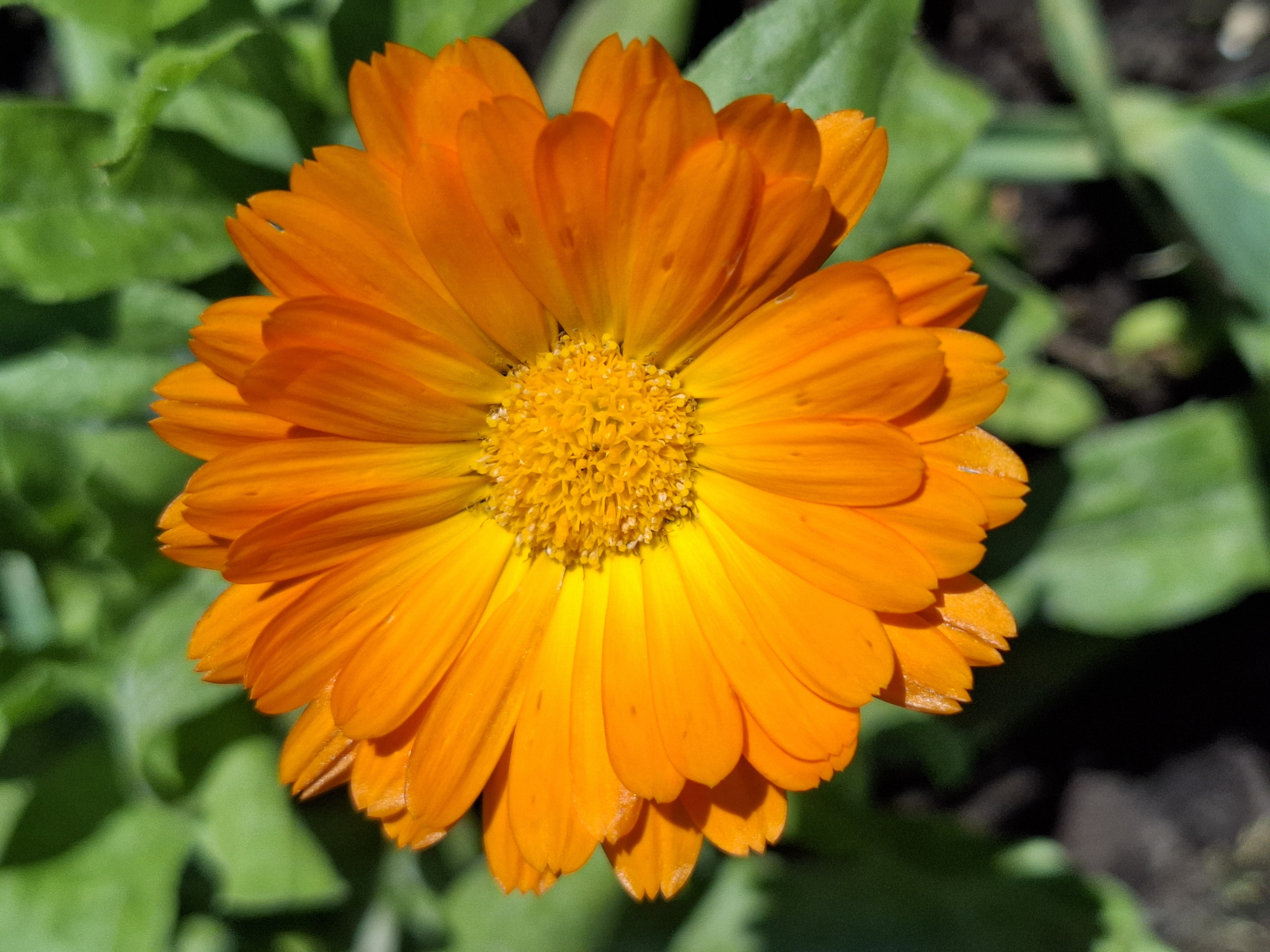 goudsbloem