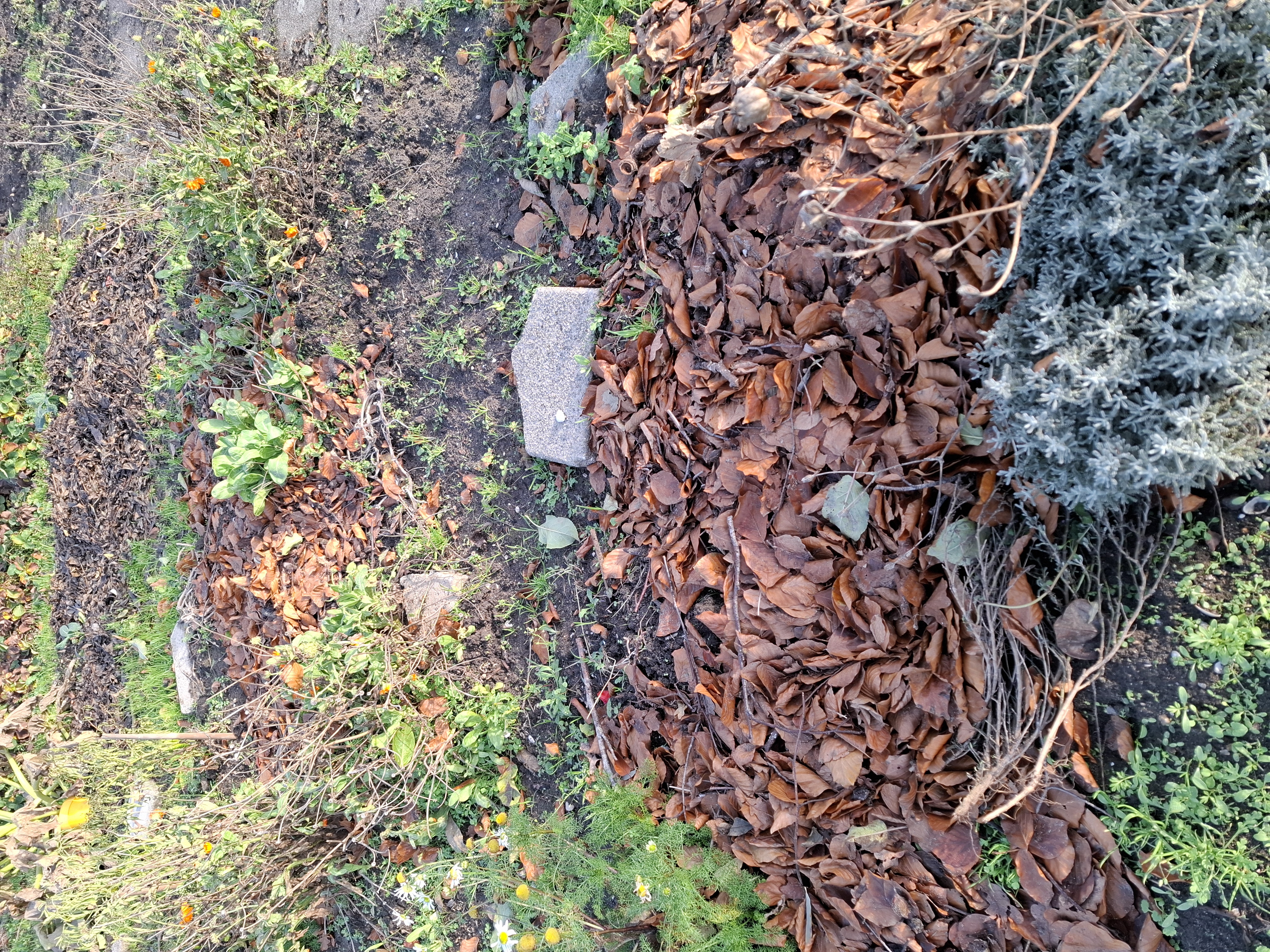 wintertuin voor vogels