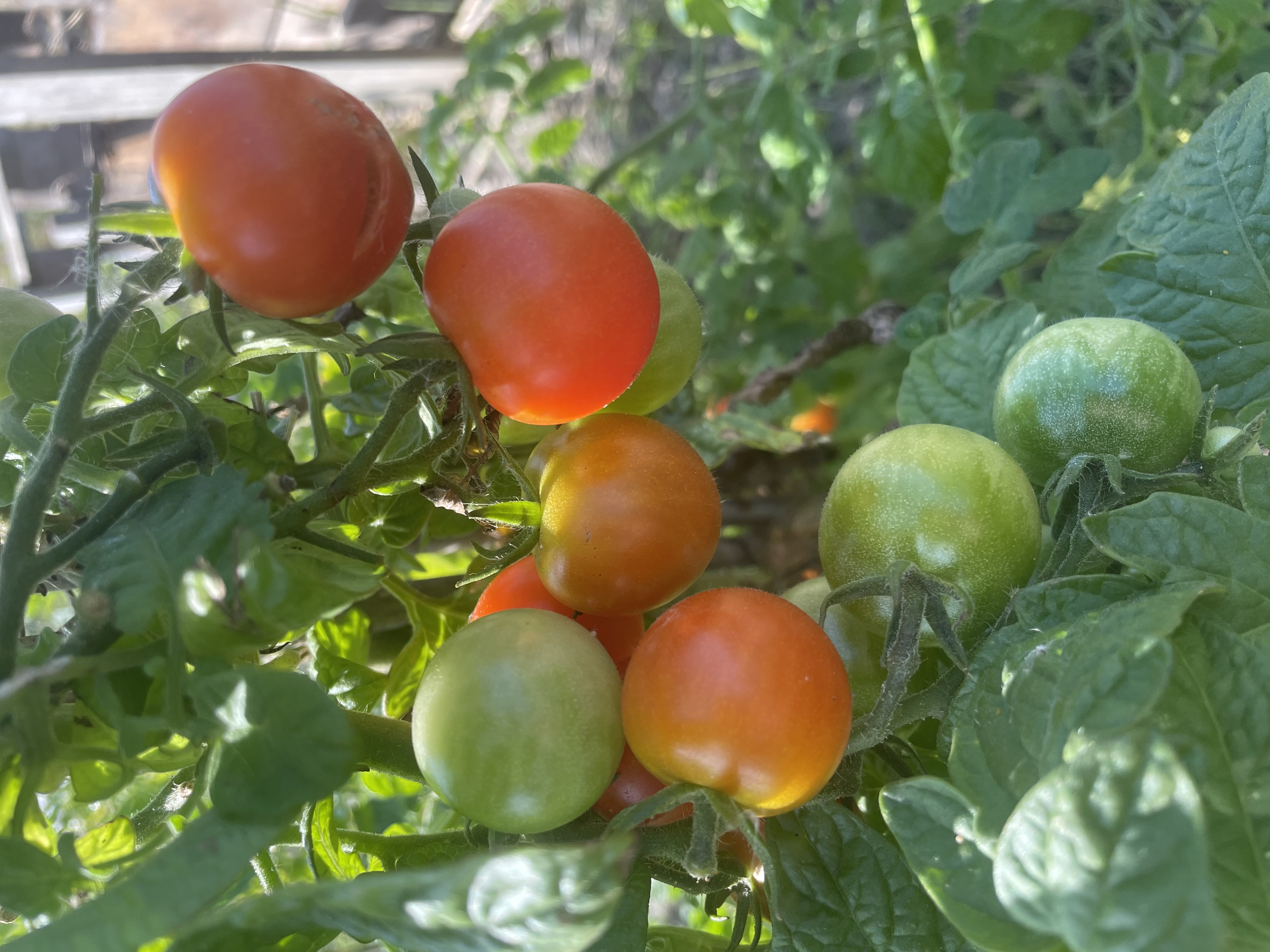 tomaten
