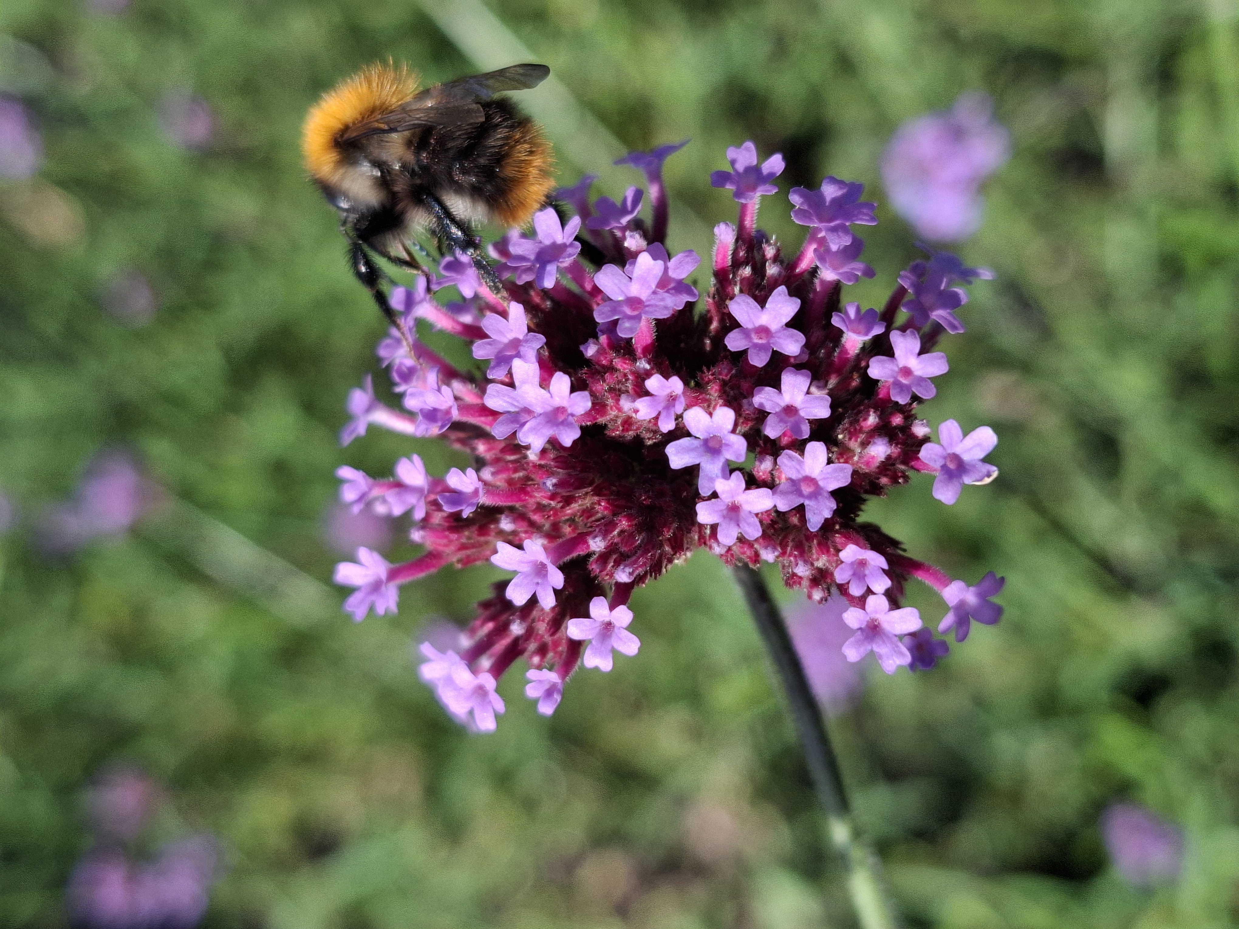 verbena en bij